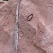 Un bel fossile di Belemite su una roccia rosa.