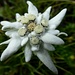 Edelweiss - Königin der Alpenblumen