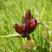 Purpur-Enzian, dessen Blüten sich in der Farbe vom rotvioletten Pannonischen Enzian unterscheiden. Welch Glück, dass man beide Arten an der Fädnerspitze antreffen kann. 