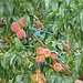 Pfirsichplantage beim Eichhof