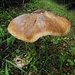 So einen riesigen Pilz hab ich noch nie gesehen (geschätzter Durchmesser 30 cm) - entdeckt neben der Leitplanke an der Schauinslandstraße