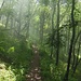 Ein Stückchen weiter oben war dann der Nebel wie weggeblasen und die ersten Sonnenstrahlen fanden ihren Weg durch das Blätterdach