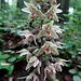 bekannte Orchidee