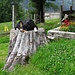 ... und ein friedlicher Hofhund