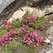 Alpenrosenblüte im August - liegt es am regenreichen Sommer?