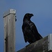 Schöner Vogel / bell`uccello: der Kolkrabe (Corvus corax)
