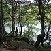 Lago Santo dal bosco
