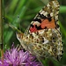 Was für ein großes Wunder an leuchtenden Farben und symmetrischer Präzision sind doch die schönen Schmetterlinge! Ein Distelfalter (Vanessa cardui)<br /><br />Che grande meraviglia di bei colori e precisione simmetrica sono le belle farfalle! Una Vanessa cardui
