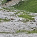 auf der Flucht