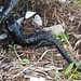 Deutlich leichter zu erwischen als ein Schneehuhn: ein Alpensalamander