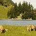 Organic Cow life