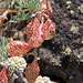 These fruit of this (unknown) plant look like Christmas ornaments