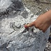 Ein Ammonit hat seine Spuren im Fels hinterlassen