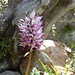 Diese Orchideenart hatte ich bisher noch nicht gesichtet. Sie wurde mir als "Men's Orchid" vorgestellt. ;-)