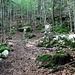 lauschiger Waldabschnitt 1