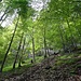 lauschiger Waldabschnitt 2