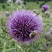 Besuch auf der Kratzdistel 2
