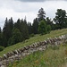 eine Zier der Landschaft ...