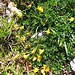 Lotus corniculatus L.<br />Fabaceae<br /><br />Ginestrino comune.<br />Lotier corniculé.<br />Gewoehnlicher Hornklee.