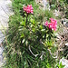 Rhododendron ferrugineum L.<br />Ericaceae<br /><br />Rododendro rosso.<br />Rhododendron ferrugineux.<br />Rostblättrige Alpenrose.