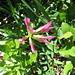 Trifolium alpinum L.<br />Fabaceae<br /><br />Trifoglio alpino, Trifoglio dolce.<br />Trèfle des Alpes.<br />Alpen-Klee.