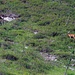 cerbiatto