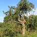 Uralter Apfelbaum