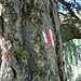toller Baum mit Wegzeichen