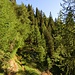 schöner Quergang durch den Wald