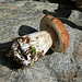 und noch einer wandert in den Sack, dank Tourinette