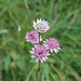 eine schöne Blume am Wegesrand - wer kennt sie?