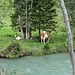 Kühe am Seebach