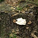 Ein Schwamm zersetzt den Baumstumpf