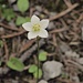 Sumpfherzblatt (Parnassia palustris)