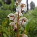 für einmal keine Orchidee, sondern ein Wintergrün (Pyrolaceae)