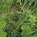 Herzblatt (Paranssia palustris)