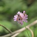 Witwenblume mit Widderchen und Fliege