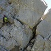 Rossmad: der senkrechte Abbruch im Gipfelgrat des Ostgipfels, die Spalte rechts werden wir nächstes Mal erforschen (Auf- und Abstiegsmöglichkeit)