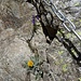 Alpenblumen - "kettenbegleitet"