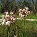 Der Ackerlauch (Allium ampeloprasum)