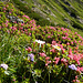 Auch Mitte August blühen noch ein paar einzelne Alpenrosen.