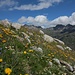 Il giardino botanico alpino