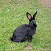 bellissimo coniglio al "piccolo zoo" della Furtschellas Bergstation