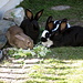 tutti e quattro i conigli al momento della "pappa"