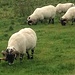 4. Tag: Bis Gilsland begegnet man vorwiegend Schafen, nachher eher Kühen und Rindern.