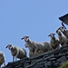 Neugierige Schafe erwarten Dich schon!