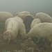 Eine Herde Schafe im Dauerregen.
