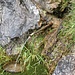 Das Nollenbrünneli liefert tagein tagaus klares Trinkwasser.