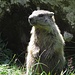 Besuch bei den Murmelkindern / Visita dai cuccioli delle marmotte