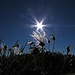 Sonne über dem Samen des Silberwurz / sole sul seme della Dryas octopetala
